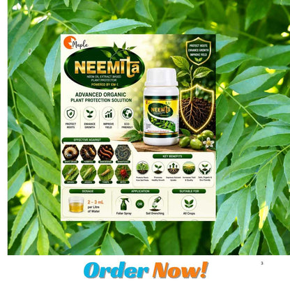 Maple Neemta