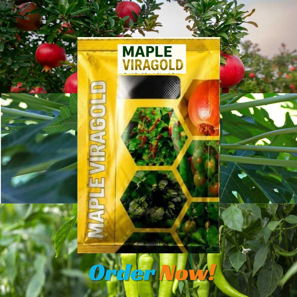 Maple VIRAGOLD