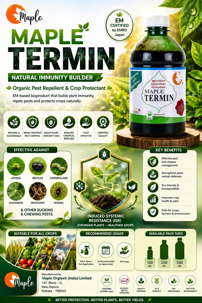Maple Termin